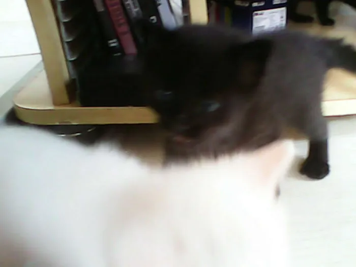 Gato ra a vira-lata idade Abaixo de 2 meses nome sem nome 