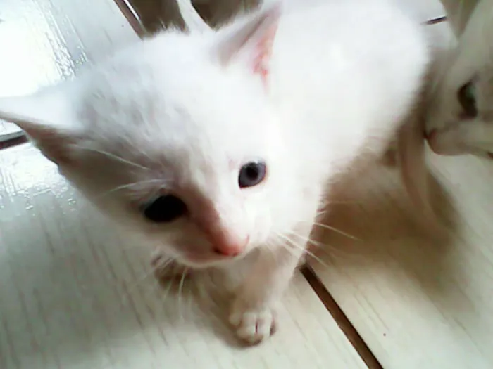 Gato ra a vira-lata idade Abaixo de 2 meses nome sem nome 