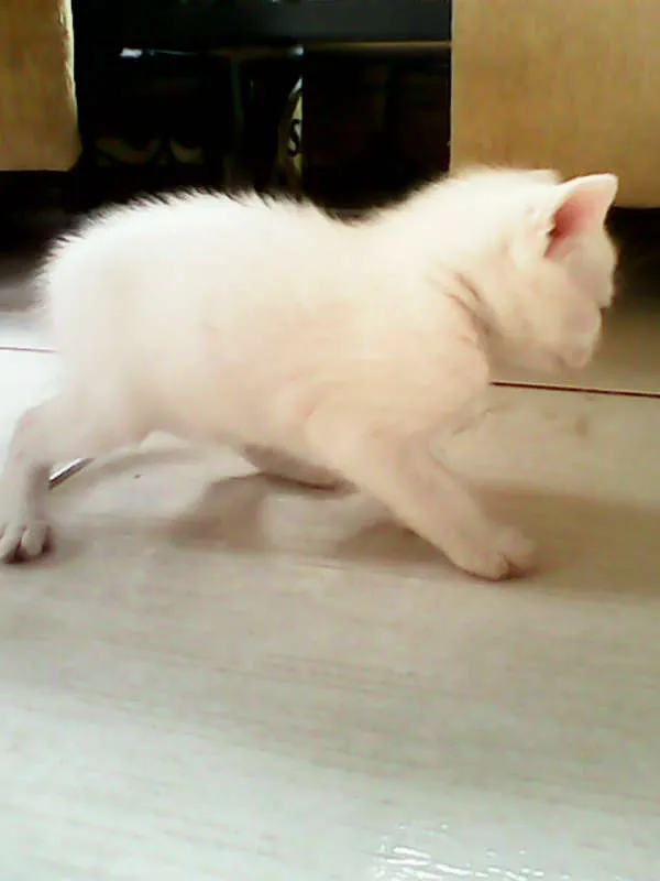 Gato ra a vira-lata idade Abaixo de 2 meses nome sem nome 