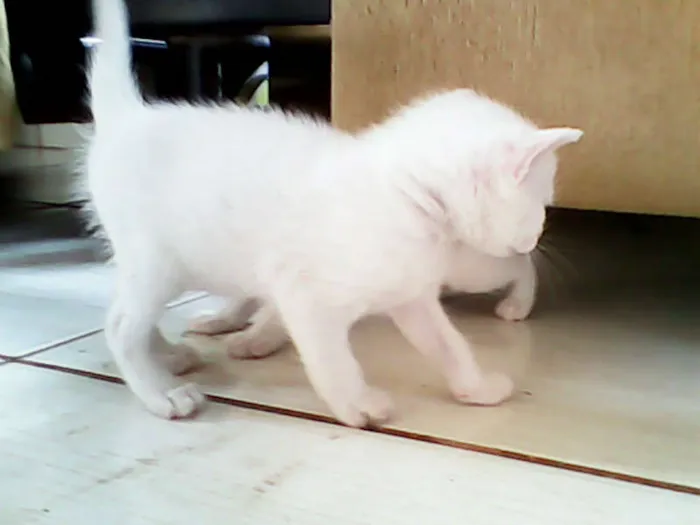 Gato ra a vira-lata idade Abaixo de 2 meses nome sem nome 