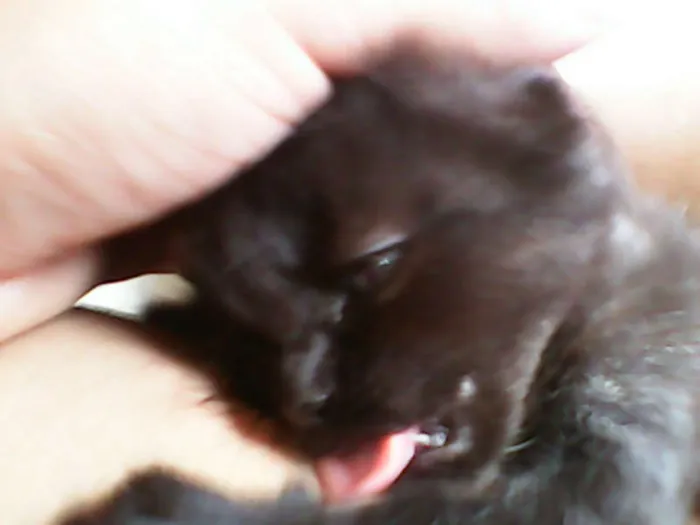 Gato ra a vira-lata idade Abaixo de 2 meses nome sem nome 