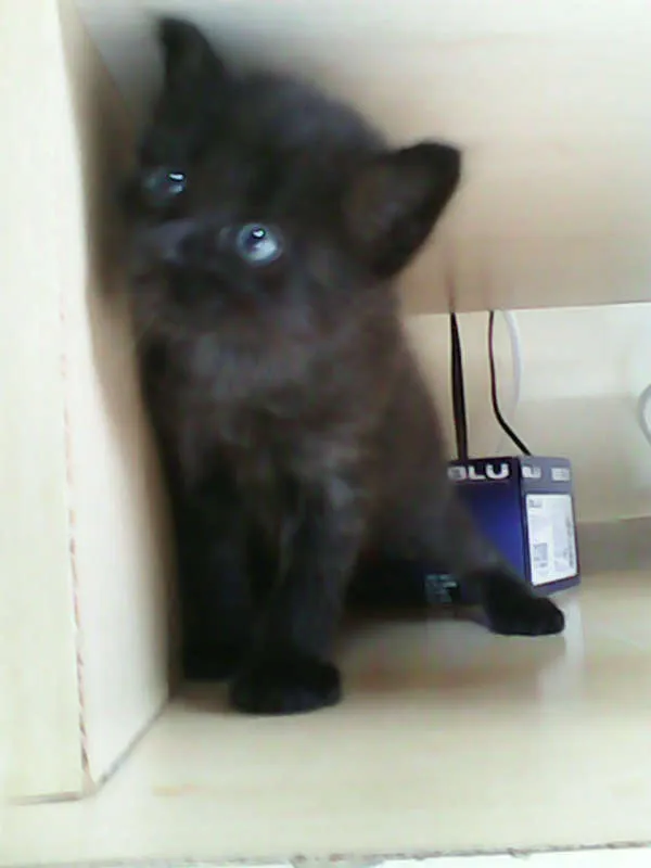 Gato ra a vira-lata idade Abaixo de 2 meses nome sem nome 