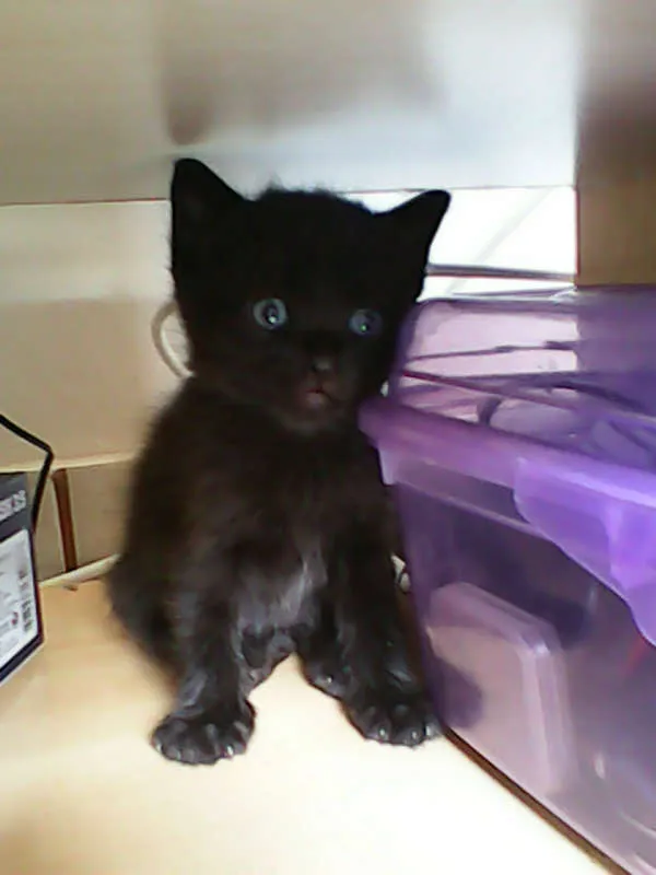 Gato ra a vira-lata idade Abaixo de 2 meses nome sem nome 