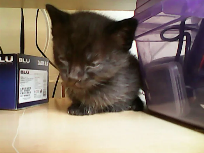Gato ra a vira-lata idade Abaixo de 2 meses nome sem nome 