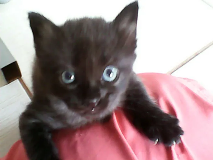 Gato ra a vira-lata idade Abaixo de 2 meses nome sem nome 
