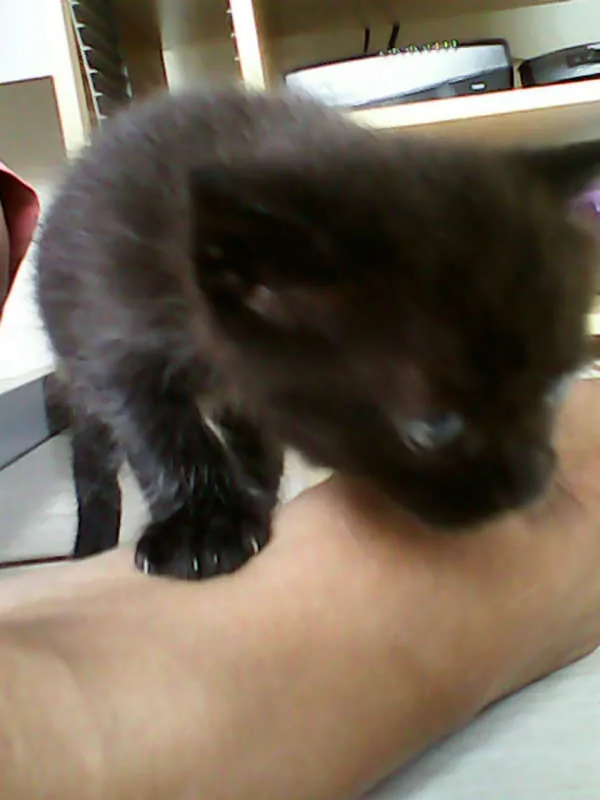 Gato ra a vira-lata idade Abaixo de 2 meses nome sem nome 