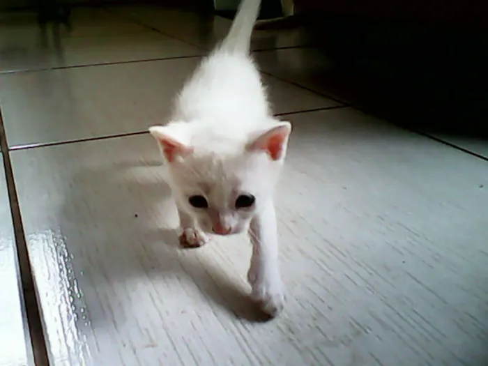 Gato ra a vira-lata idade Abaixo de 2 meses nome sem nome 