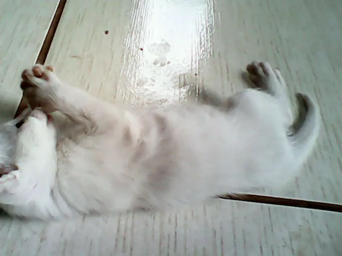 Gato ra a vira-lata idade Abaixo de 2 meses nome sem nome 