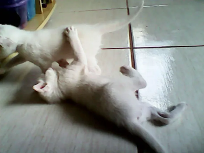 Gato ra a vira-lata idade Abaixo de 2 meses nome sem nome 