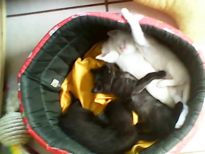 Gato ra a vira-lata idade Abaixo de 2 meses nome sem nome 