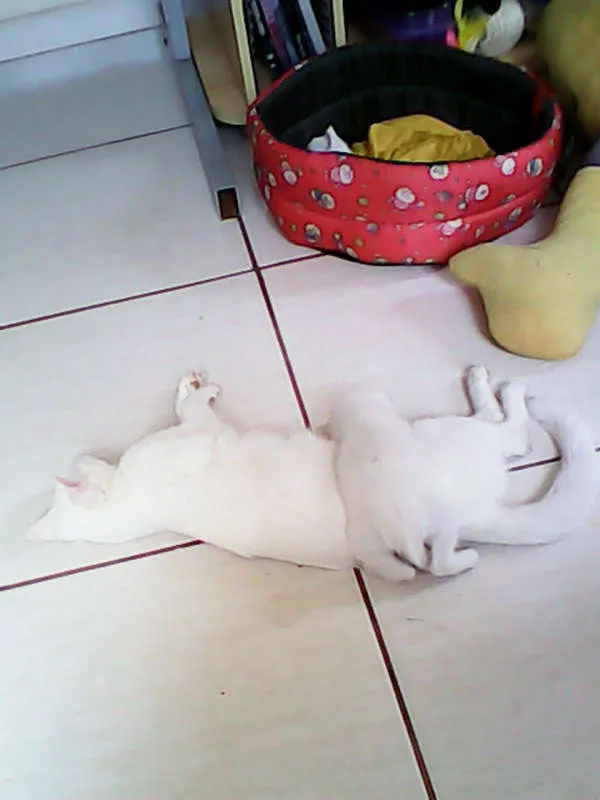 Gato ra a vira-lata idade Abaixo de 2 meses nome sem nome 