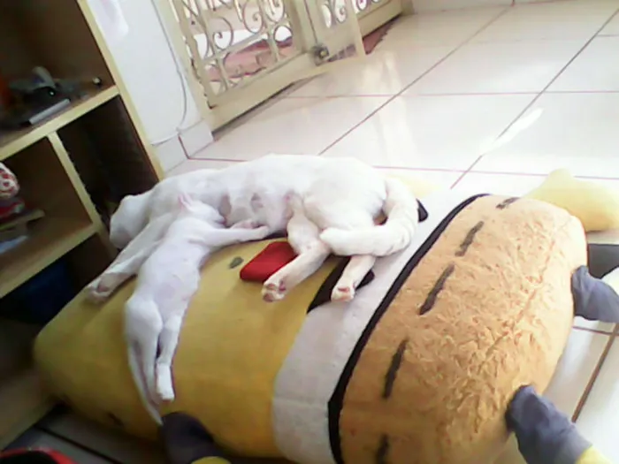 Gato ra a vira-lata idade Abaixo de 2 meses nome sem nome 