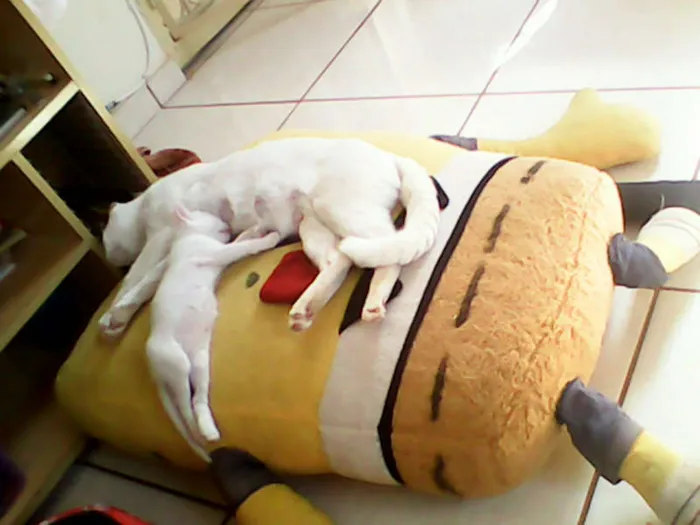 Gato ra a vira-lata idade Abaixo de 2 meses nome sem nome 