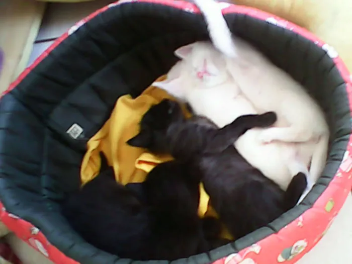 Gato ra a vira-lata idade Abaixo de 2 meses nome sem nome 