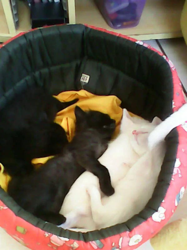 Gato ra a vira-lata idade Abaixo de 2 meses nome sem nome 