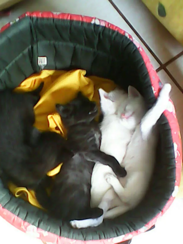 Gato ra a vira-lata idade Abaixo de 2 meses nome sem nome 