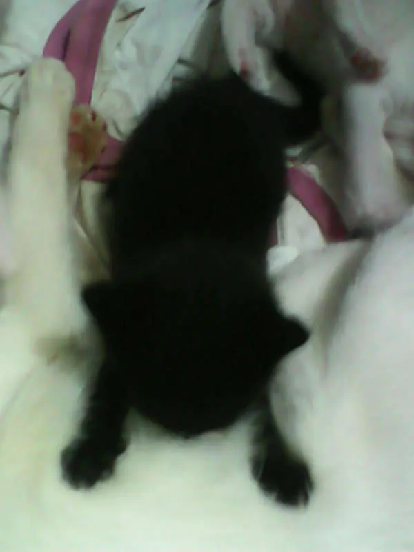 Gato ra a vira-lata idade Abaixo de 2 meses nome sem nome 