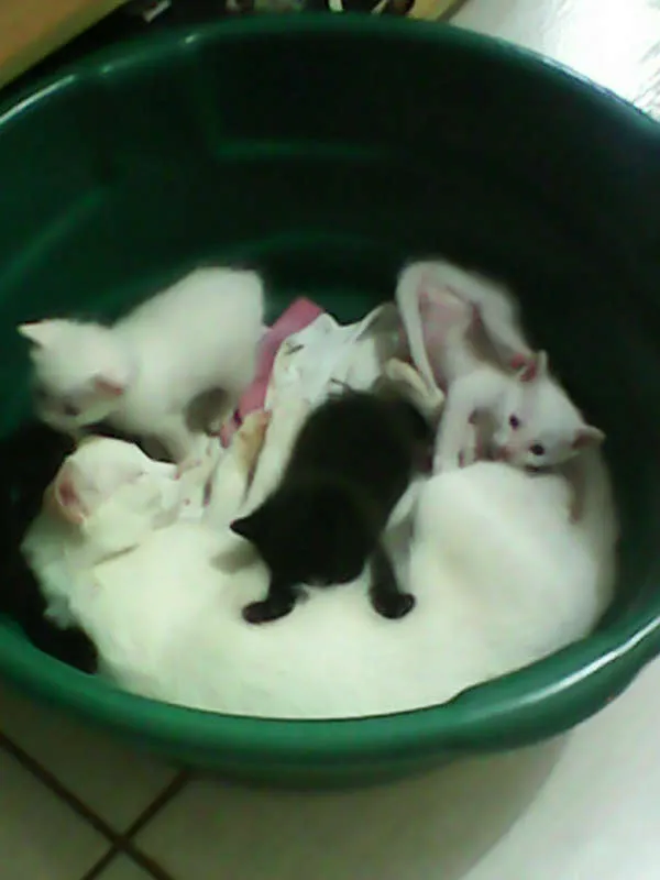Gato ra a vira-lata idade Abaixo de 2 meses nome sem nome 