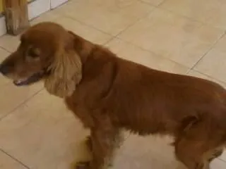 Cachorro ra a Cocker idade 6 ou mais anos nome SHEIK