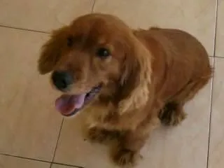 Cachorro ra a Cocker idade 6 ou mais anos nome SHEIK