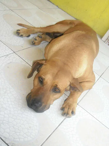 Cachorro ra a Fila mestiço idade 6 ou mais anos nome Duque GRATIFICA