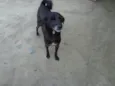 Neguinho