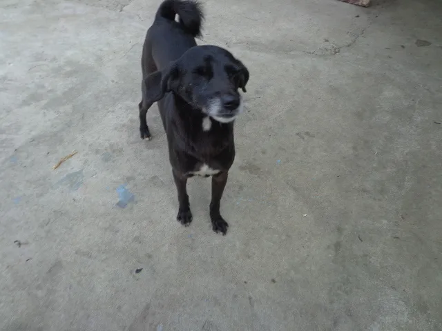 Cachorro ra a srd idade 2 anos nome Neguinho