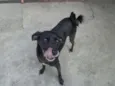 Neguinho