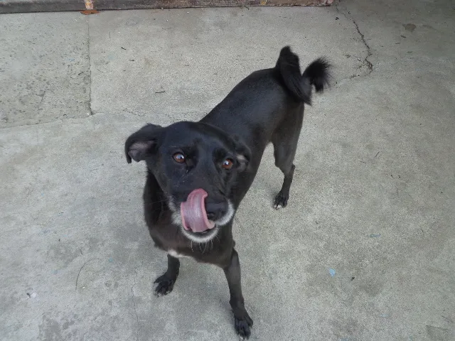 Cachorro ra a srd idade 2 anos nome Neguinho