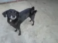 Neguinho