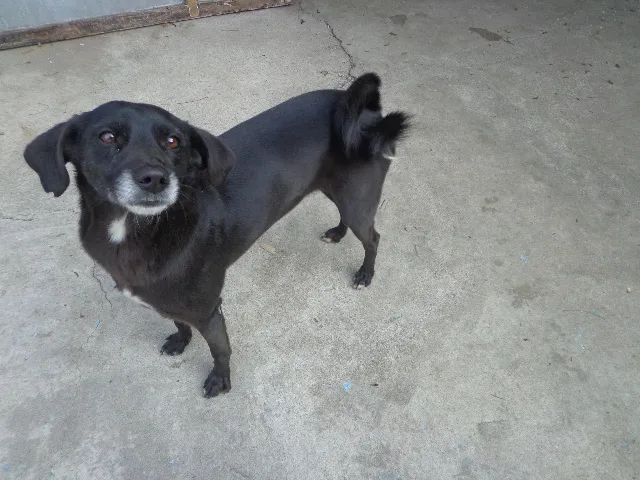 Cachorro ra a srd idade 2 anos nome Neguinho