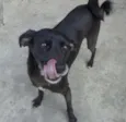 Neguinho