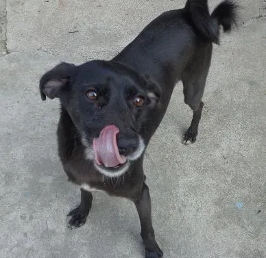 Cachorro ra a srd idade 2 anos nome Neguinho