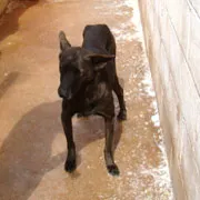 Cachorro ra a SRD idade 5 anos nome Petrus
