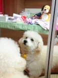 Teddy