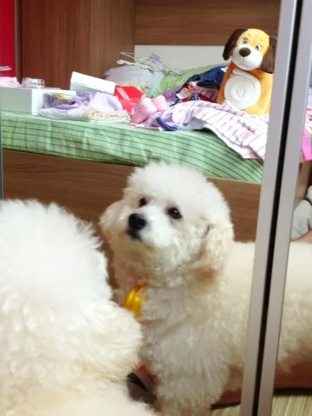 Cachorro raça Poodle idade 6 ou mais anos nome Teddy