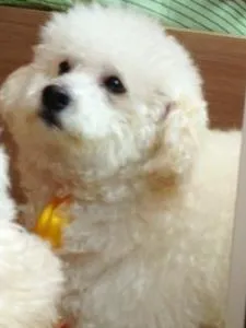 Cachorro raça Poodle idade 6 ou mais anos nome Teddy