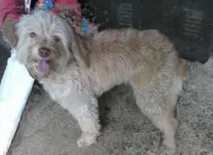 Cachorro raça Poodle mestiça idade 2 anos nome Bellinha