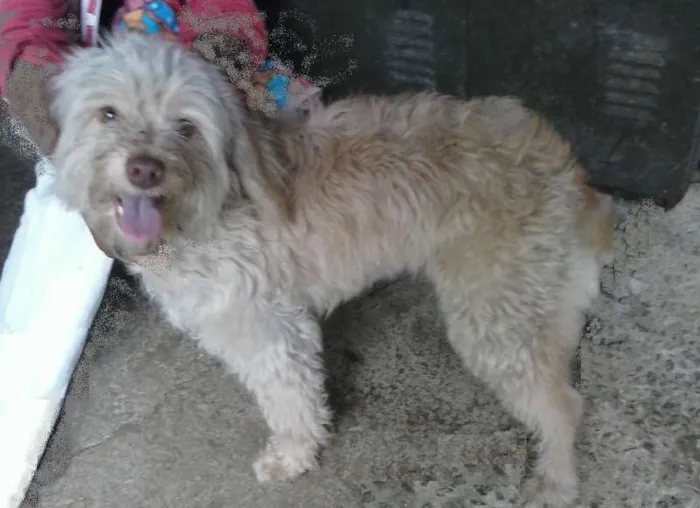 Cachorro ra a Poodle mestiça idade 2 anos nome Bellinha