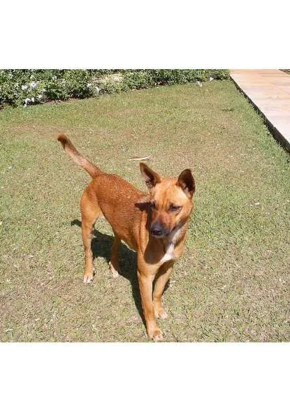 Cachorro ra a SRD idade 2 anos nome ------