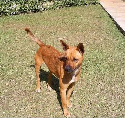 Cachorro ra a SRD idade 2 anos nome ------