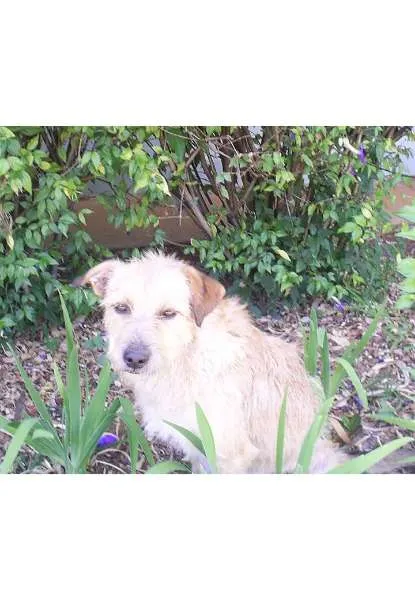 Cachorro ra a SRD idade 2 anos nome ---------
