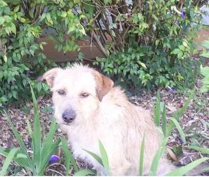 Cachorro ra a SRD idade 2 anos nome ---------