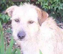 Cachorro ra a SRD idade 2 anos nome ---------