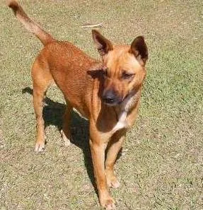 Cachorro raça SRD idade 2 anos nome ------