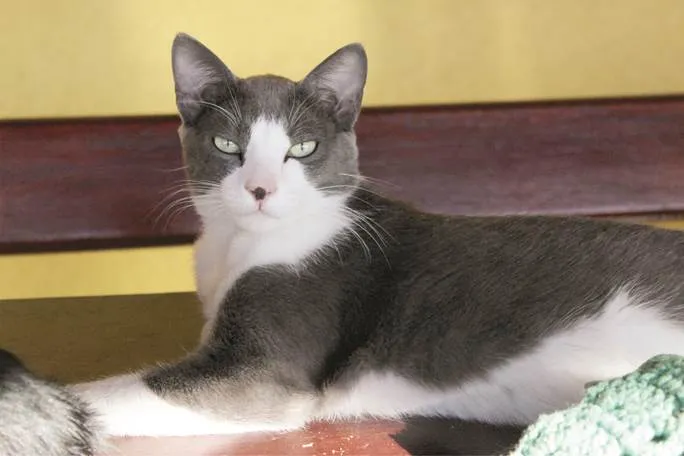 Gato raça SRD idade 7 a 11 meses nome TOM