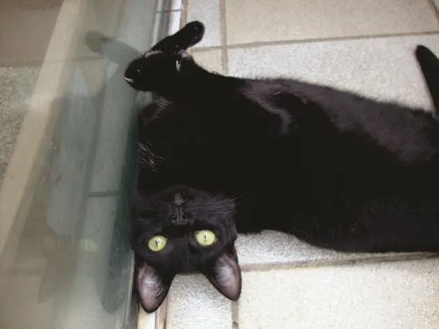 Gato raça SRD idade 1 ano nome Bibi