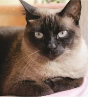 Gato raça Siamês idade 2 anos nome CHOCOLATE