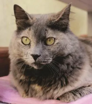 Gato raça SRD idade 3 anos nome AGATHA