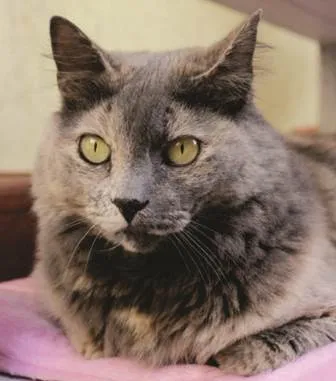 Gato ra a SRD idade 3 anos nome AGATHA